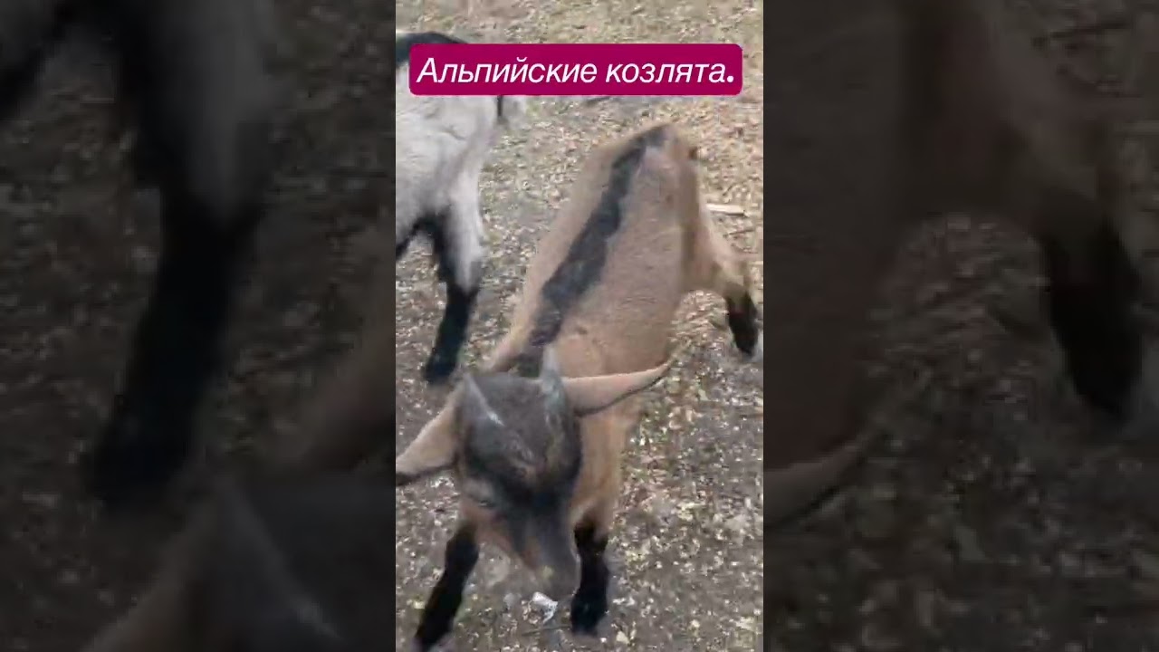 Альпийские козлята.