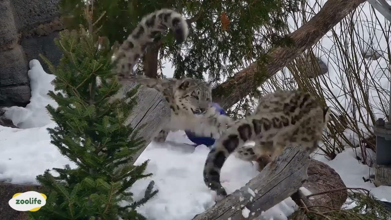 playful and cute snow leopard compilation! ❄