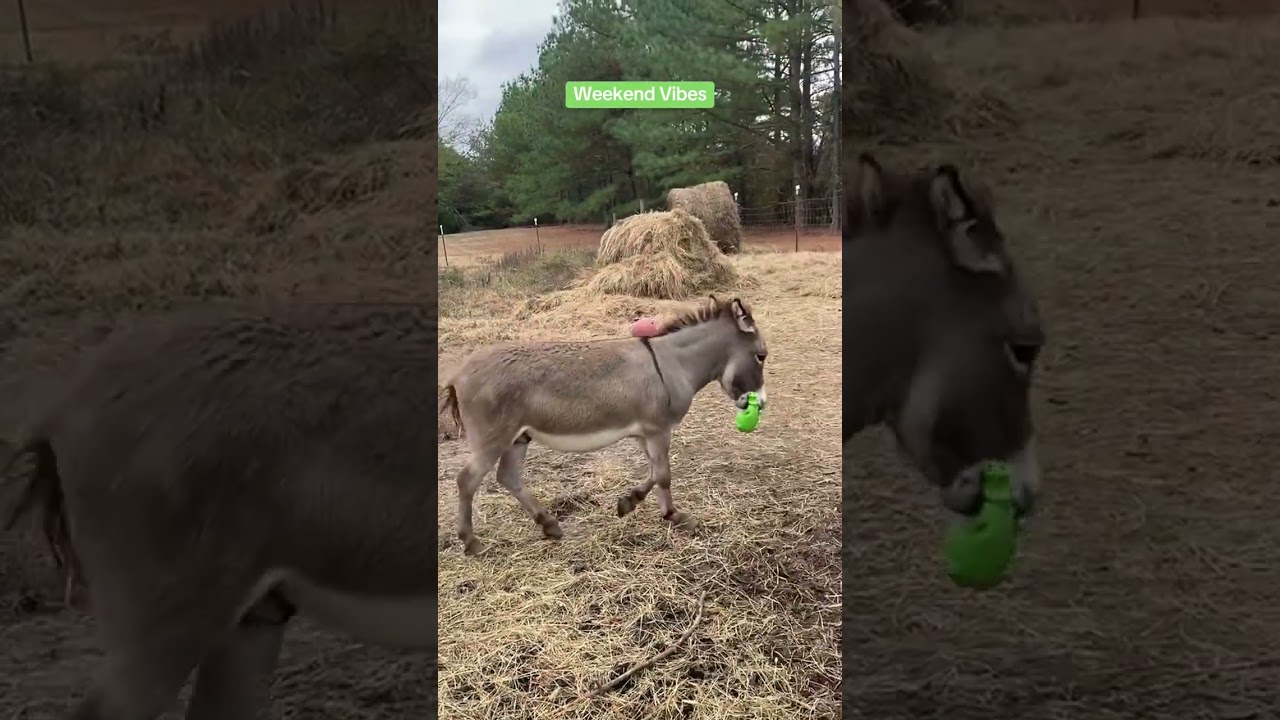 New green piggy 💚#pets #donkey #happy #crazyanimals #petsoftiktok #an 186