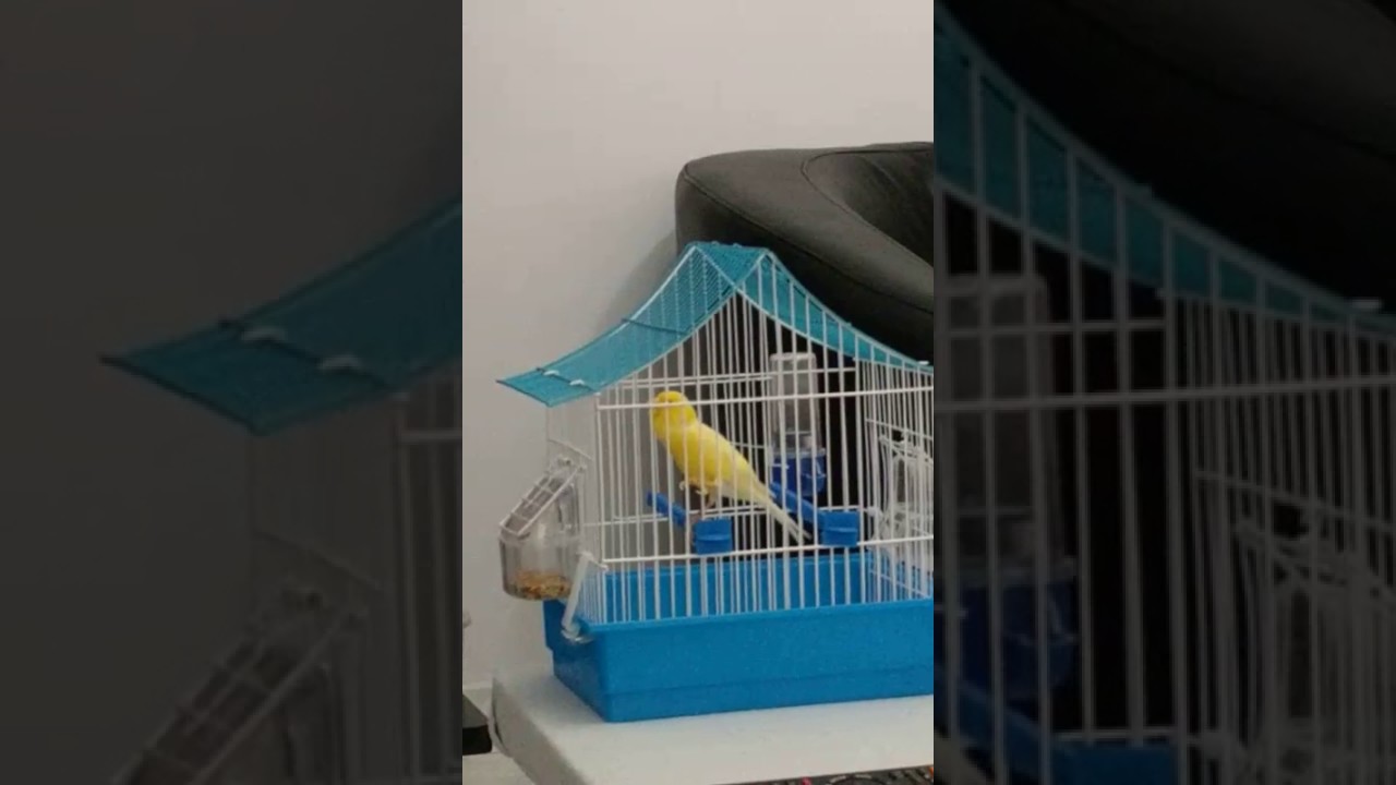 Super Slavujar Canary Singing