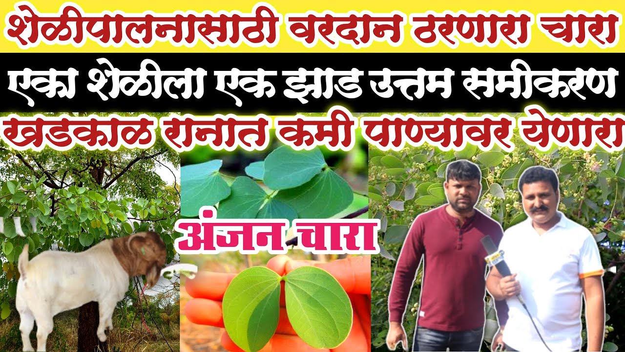 अंजन चारा शेळीपालनासाठी वरदान | खडकाळ रानात आणि कमी पाण्यावर येणारा अंजन चारा  | कमी खर्चात चारा