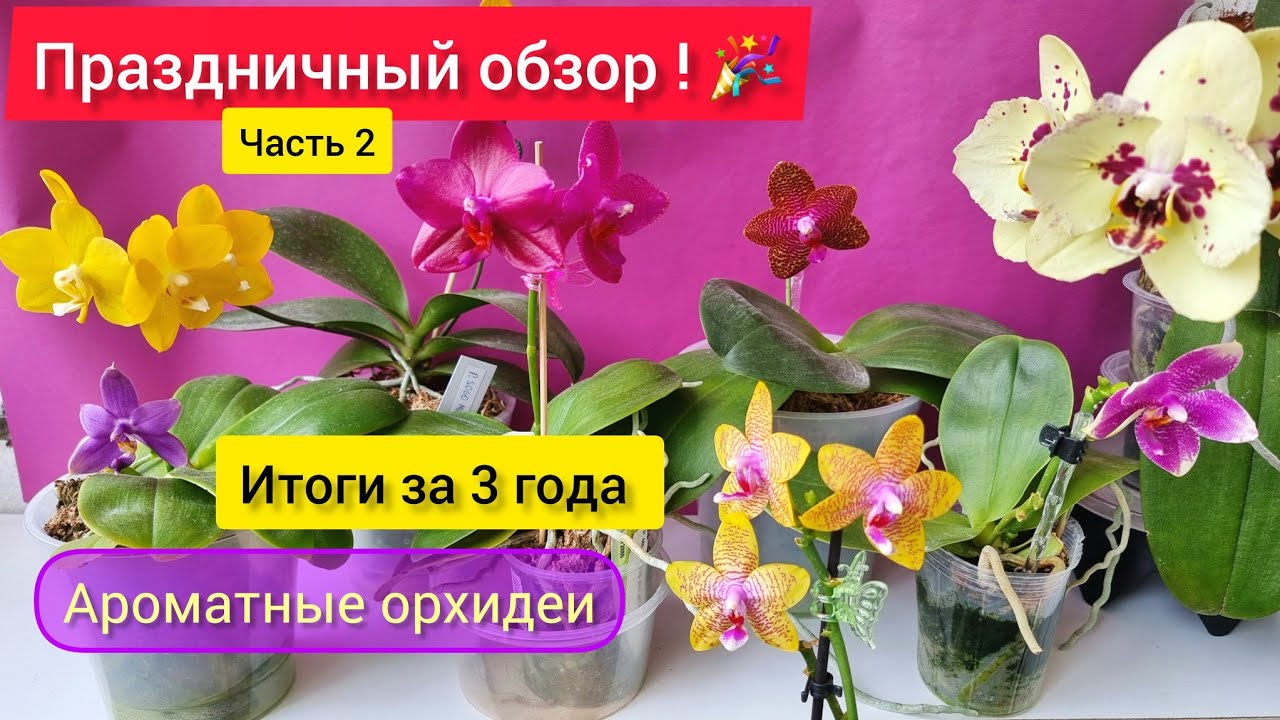 Часть 2. Цветение Ароматных орхидей. Итоги! Праздник!