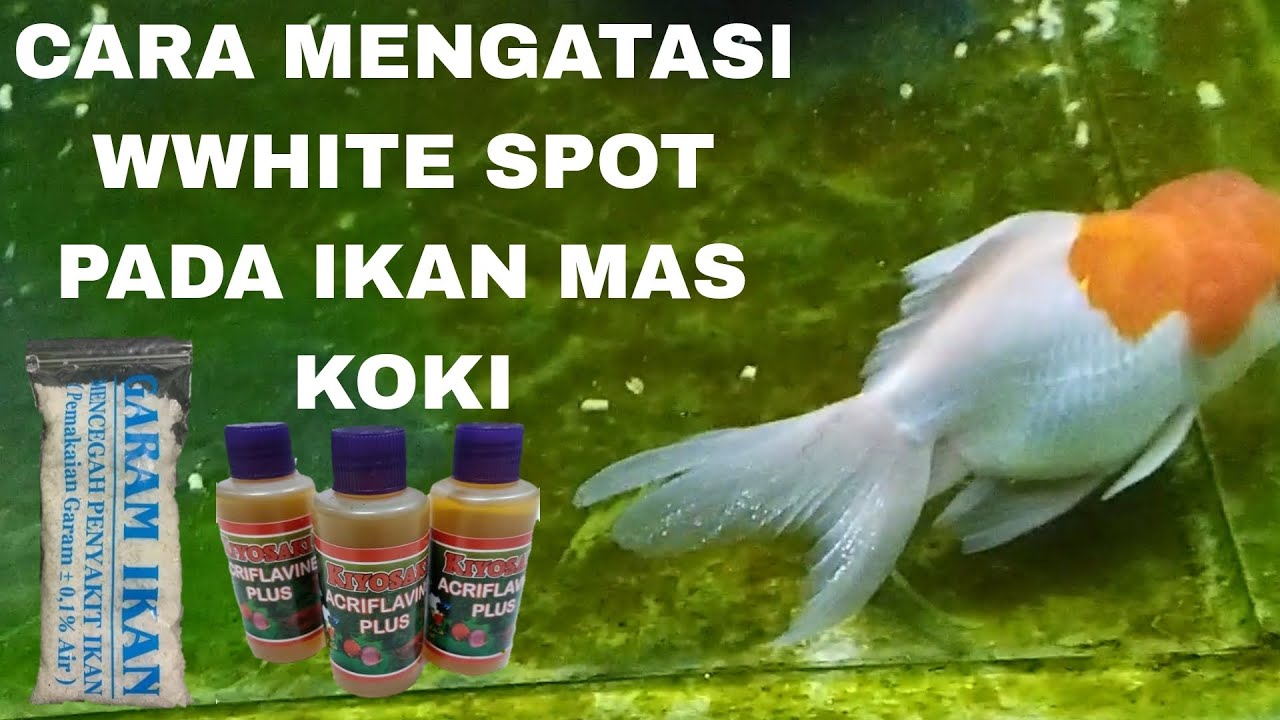 CARA MENGOBATI IKAN KOKI YANG TERKENA WHITE SPOT 3 HARI LANGSUNG HILAAANGG❗❗❗