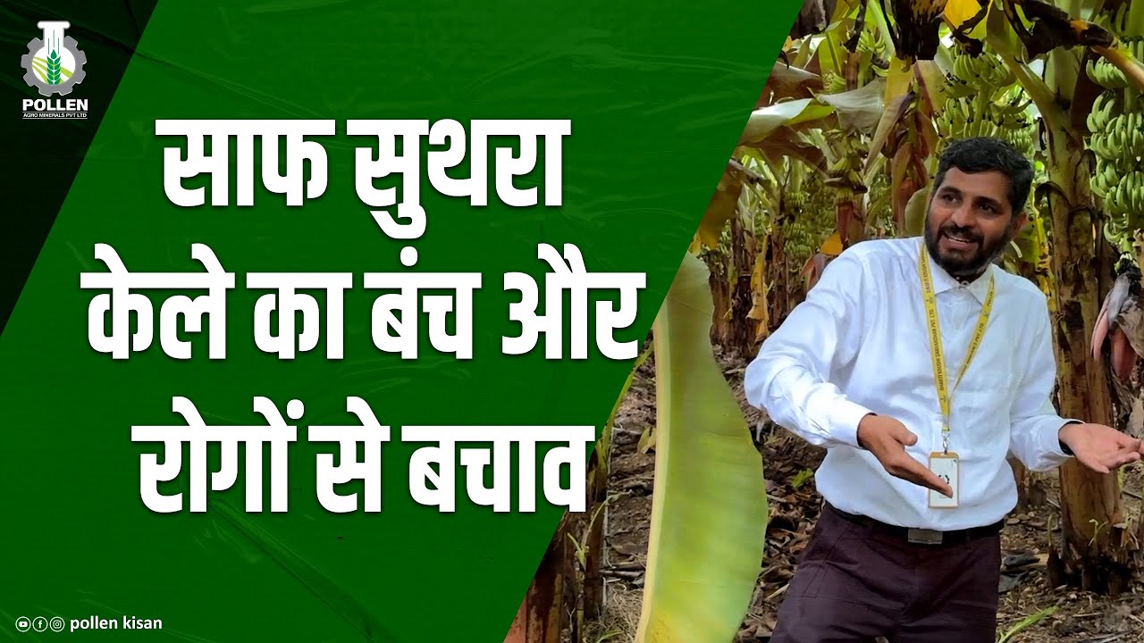 जानिए केला खेती में आने वाले रोग और उनका इलाज | Pollen kisan