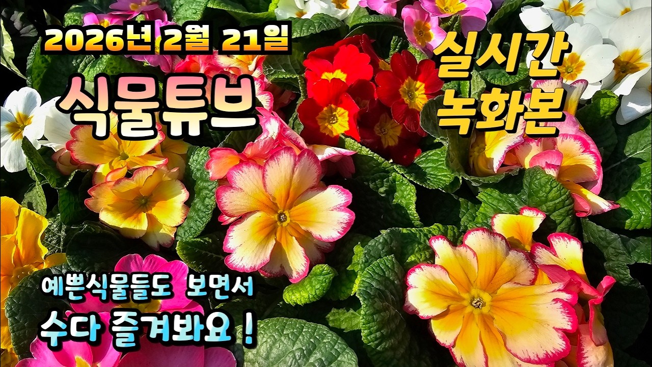 2026년 2월 21일 실시간 방송으로 예쁜식물들 시청 하시면서 수다 즐겨봐요 #양재꽃시장 #식물튜브 #식물아빠