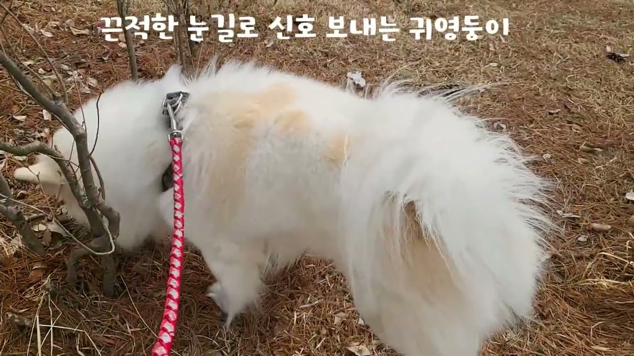 0309끈적한 눈길로 신호 보내는 귀염둥이 #흰둥이 #강아지 #강아지일상 #애견영상 #강아지브이로그 #산책하는강아지 #귀여운강아지