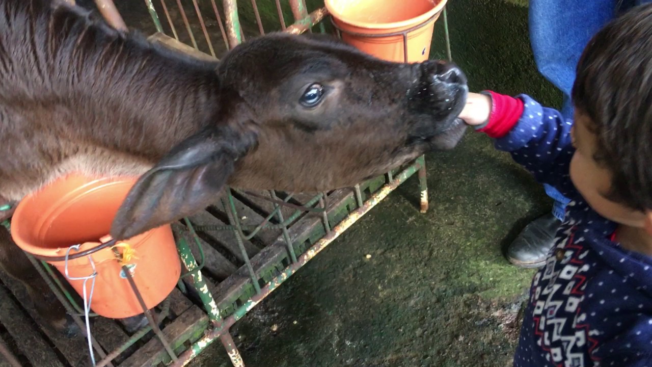 Calf swallows Ian's hand
