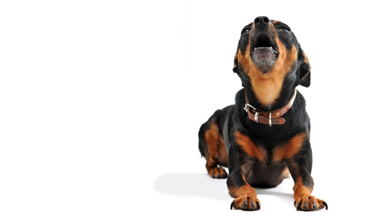 犬の無駄吠えを防止するしつけ方法