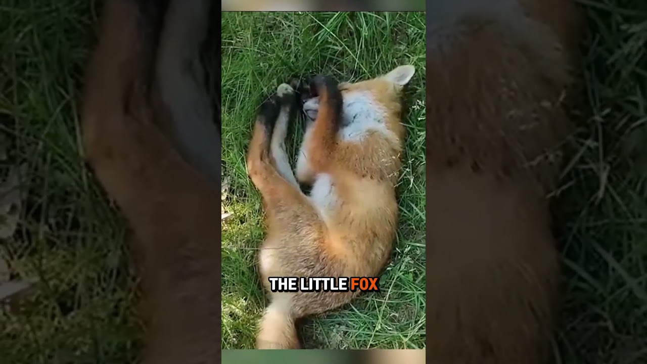 TEN MAŁY LIS JEST ZASKOCZONY! 😱