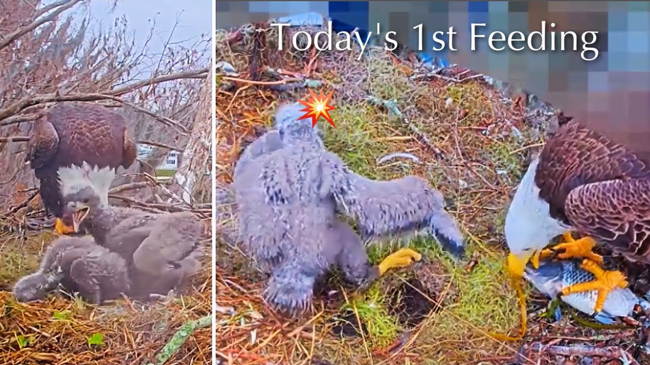 #177🦅🐥27°🐥22°／Winter Park Eagle Nest 2026／Against All Odds:One-Eyed Mom／by Winter Park Eagle Cam