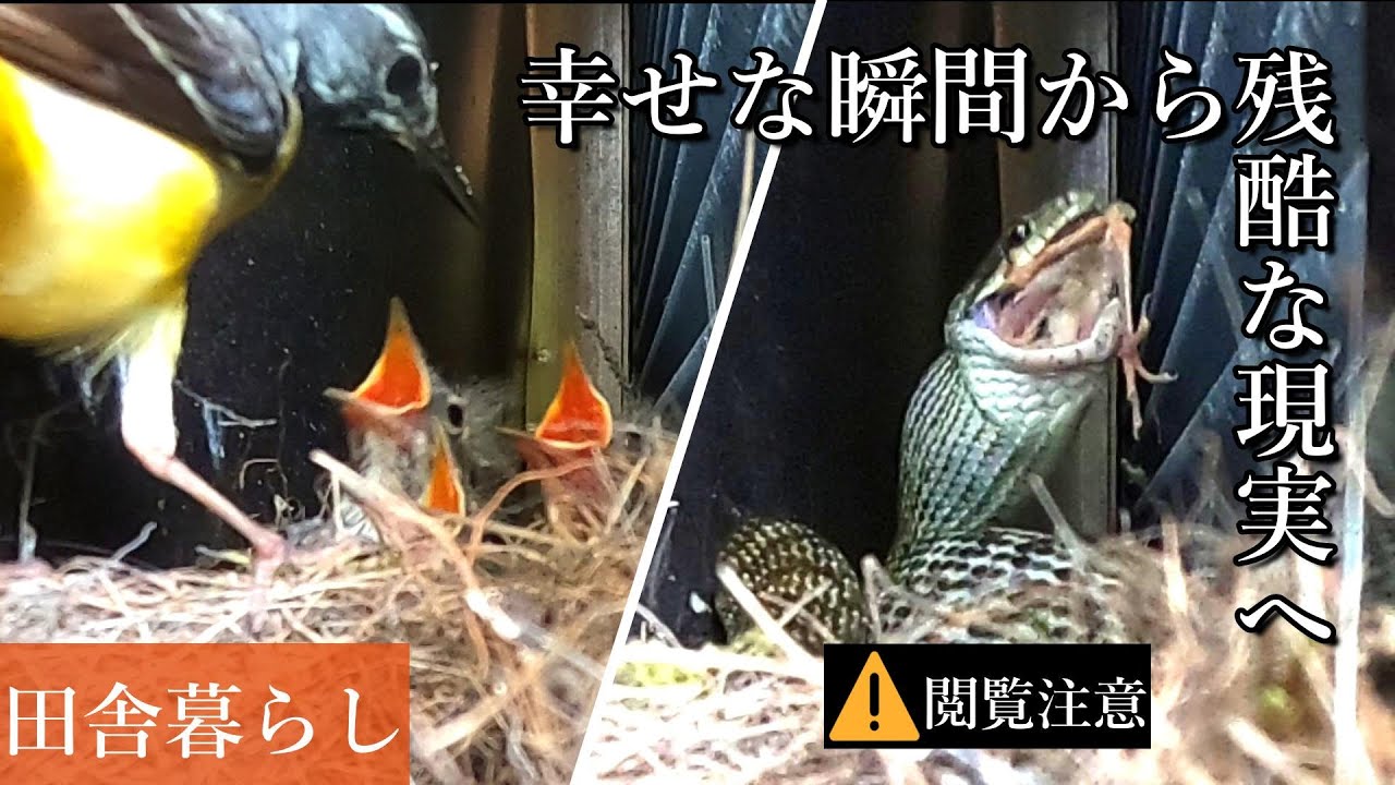 《田舎暮らし》蛇にキセキレイのヒナが捕食される衝撃瞬間！＊閲覧注意＊アオダイショウの捕食シーンを定点カメラが捉えた現実・自然界の厳しさ。人は一切介在してません。　苦手な方は閲覧を控えてください。
