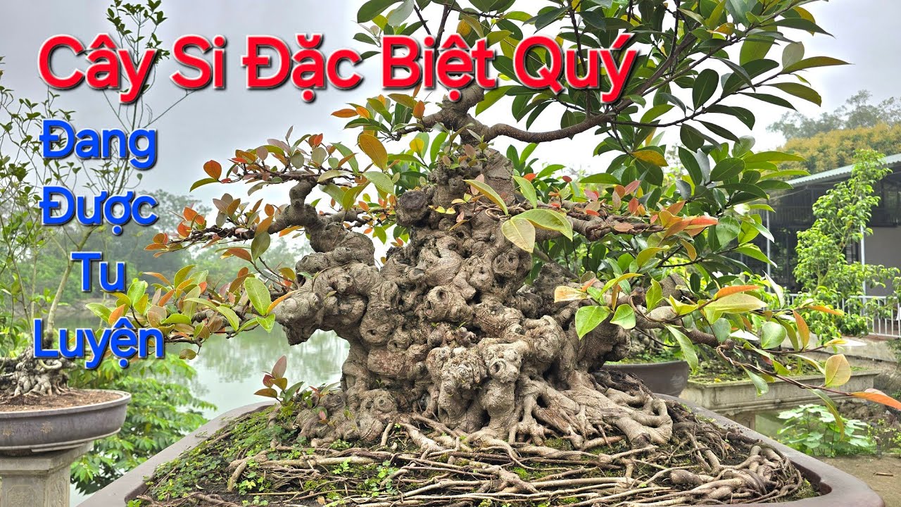 BỘ SƯU TẬP SI của anh Tuấn Phương * Cây Si Quý SẮP TRÌNH LÀNG phom ĐẲNG CẤP QUỐC TẾ *.