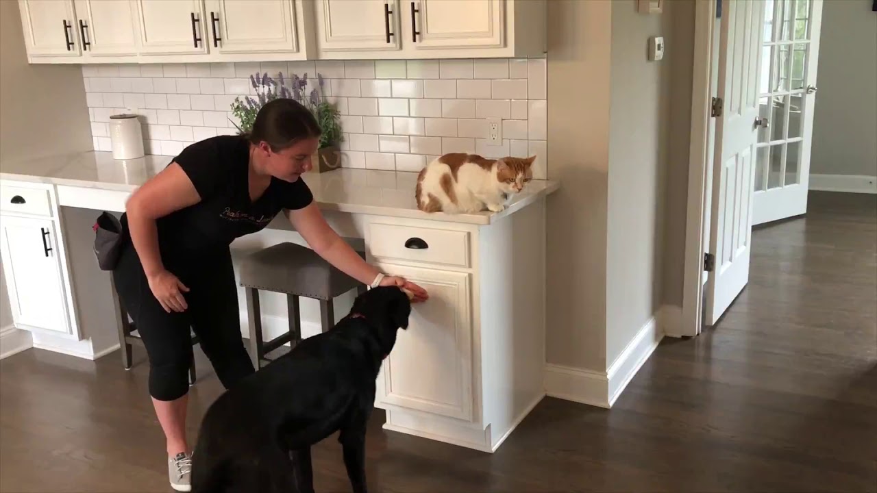 Teach Your Dog to Push a Door Closed