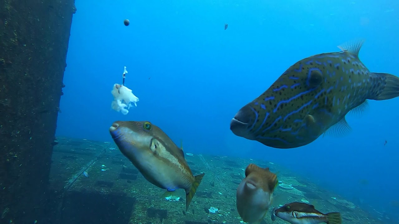 【八丈島・神湊港】切り身に群れる○○【水中映像で学ぶ釣り】