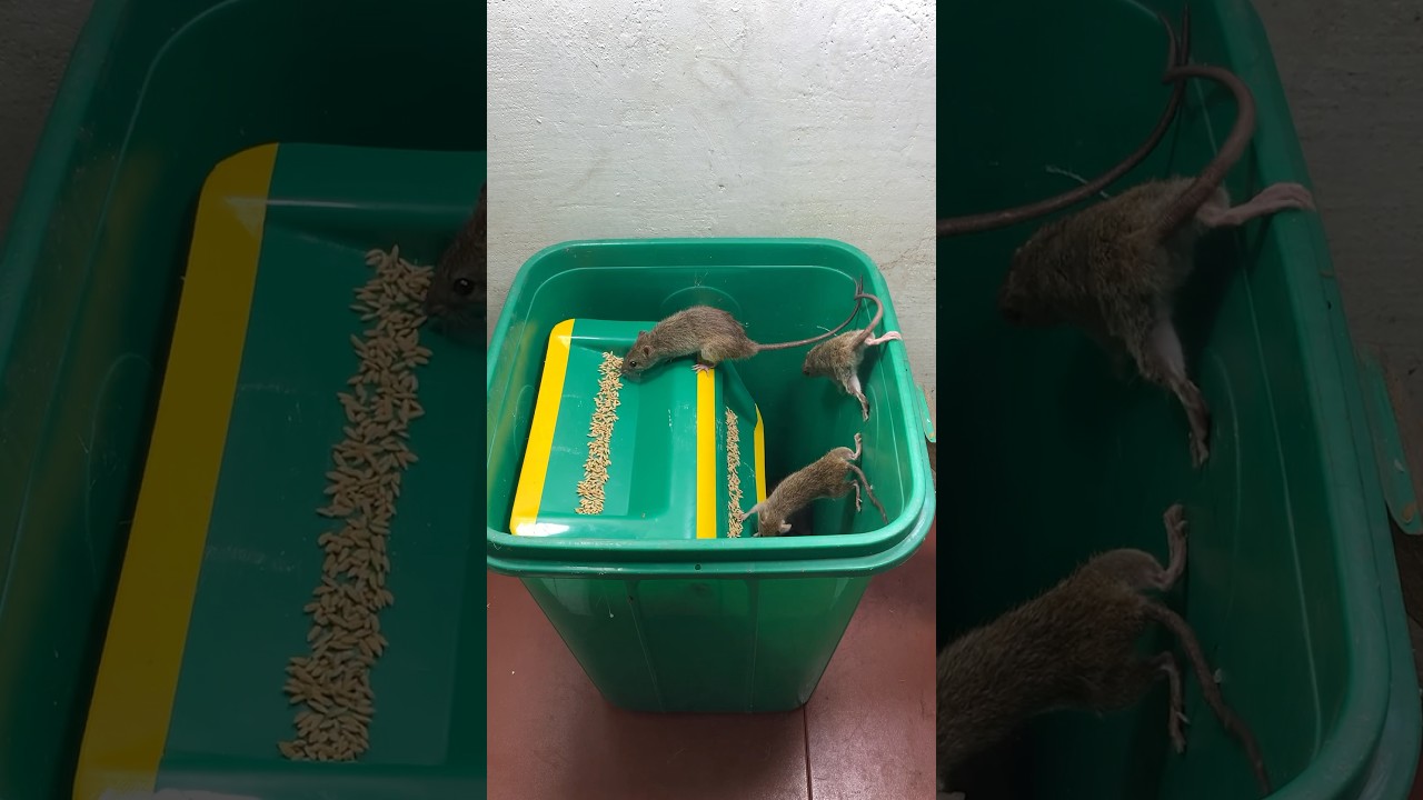 Effective home mouse trap // Easy mousetrap trash can #rat #trap #mouse #rattrap #mousetrap #shorts