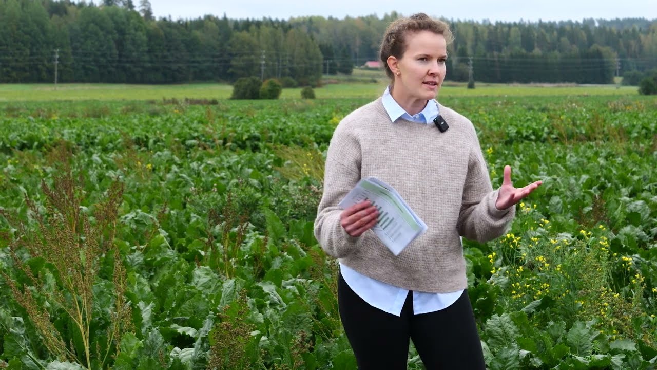 Ruska Kaipainen, SjT: Harauskoeruutujen esittely