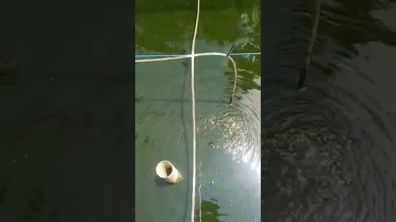 RIVIEW JEBO P50 UNTUK PEMULA bisa unruk 10 kolam uk 2x1x50 #pembibitan #ikan nila #jebo p50