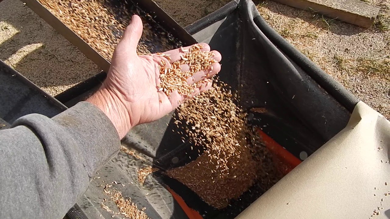 Dehulling 2019  Certified Organic Einkorn wheat crop at Luhrs Certified Seed, Imperial, Nebraska