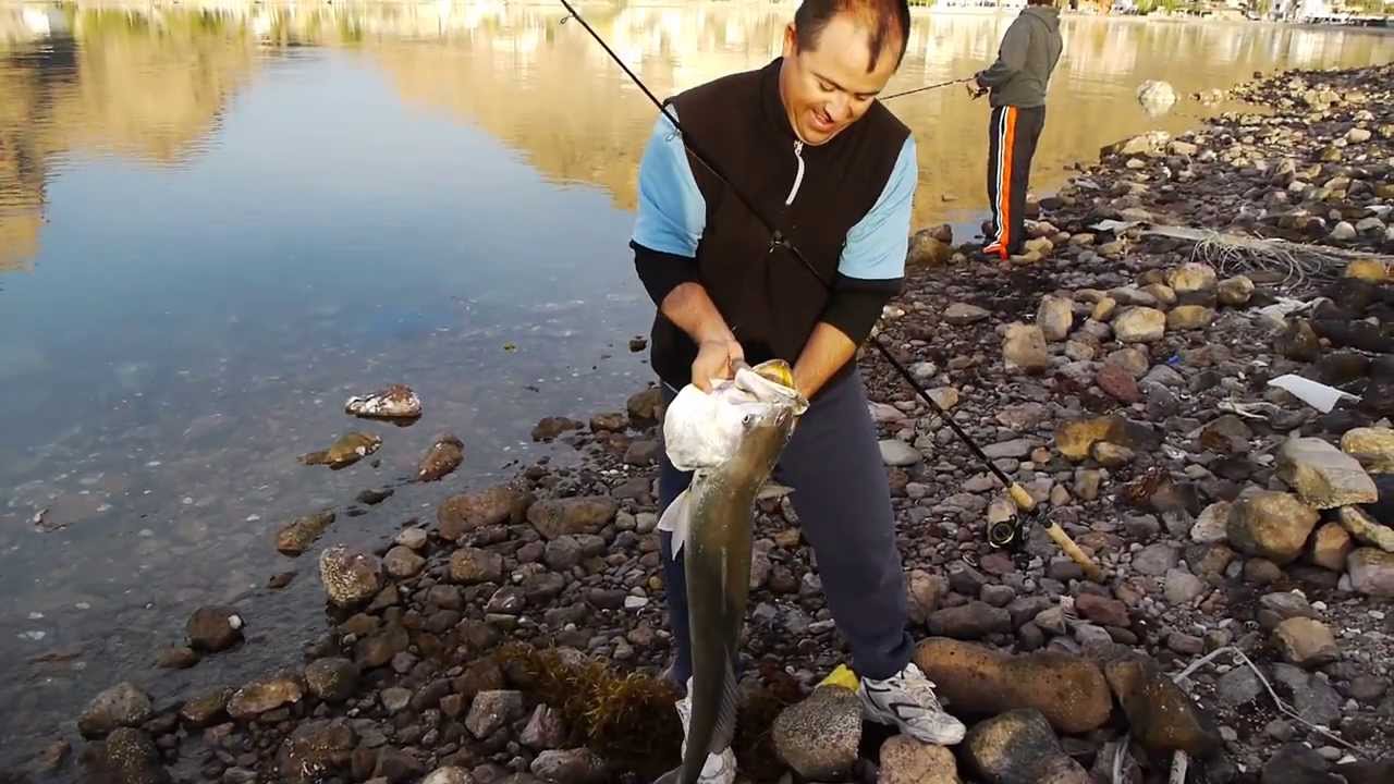 Curvinas de 24 lbs y 21 lbs en San Carlos, Sonora, MX