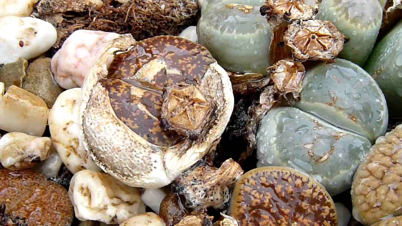 Lithops opent zaaddoos in enkele seconden!