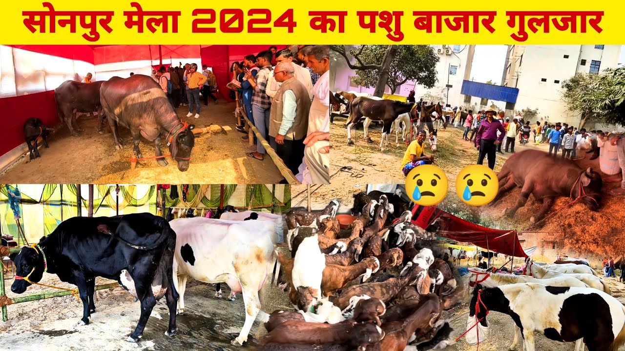 सोनपुर मेला 2024 | पशु मेला लग कर तैयार हो चुका है | लाखों रुपये के बिक रहे घोड़े | Sonpur Mela 2024