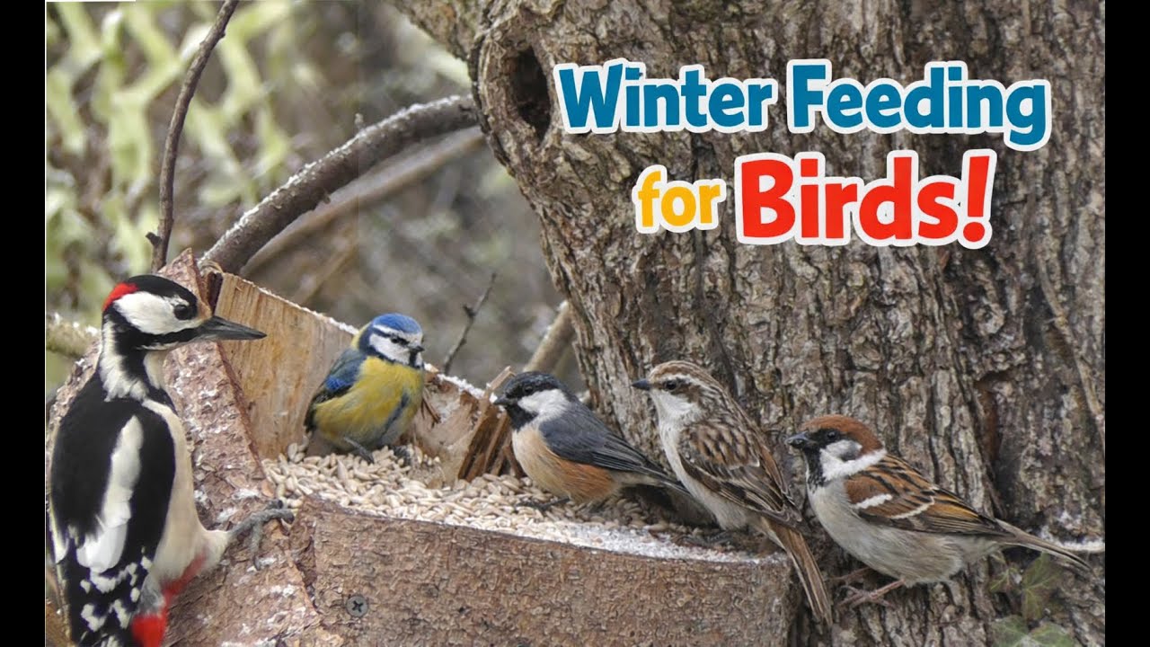 Winter Bird Feeding ❄️🐦 | Great spotted woodpecker & Eurasian Treecreeper