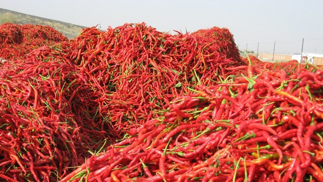 Chili Agriculture Modern Technology Chili Farming Chili sauce manufacturing process in chili factory