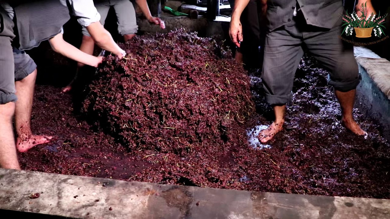 6ª parte Ciclo do Vinho  - Fazer o Vinho no Lagar