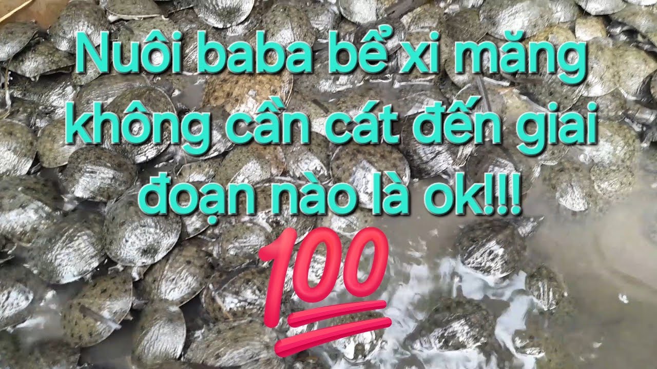 Nuôi ba ba bể xi măng không cần cát đến giai đoạn nào là ok!!!