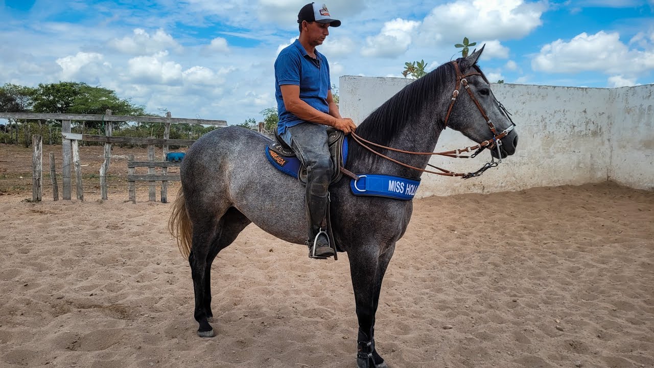 TRABALHO DE DOMAGEM DE CAVALOS NO HARAS QUENTINHO EM CACHOEIRINHA PE, COM MEU AMIGO JACCKSON 🐎