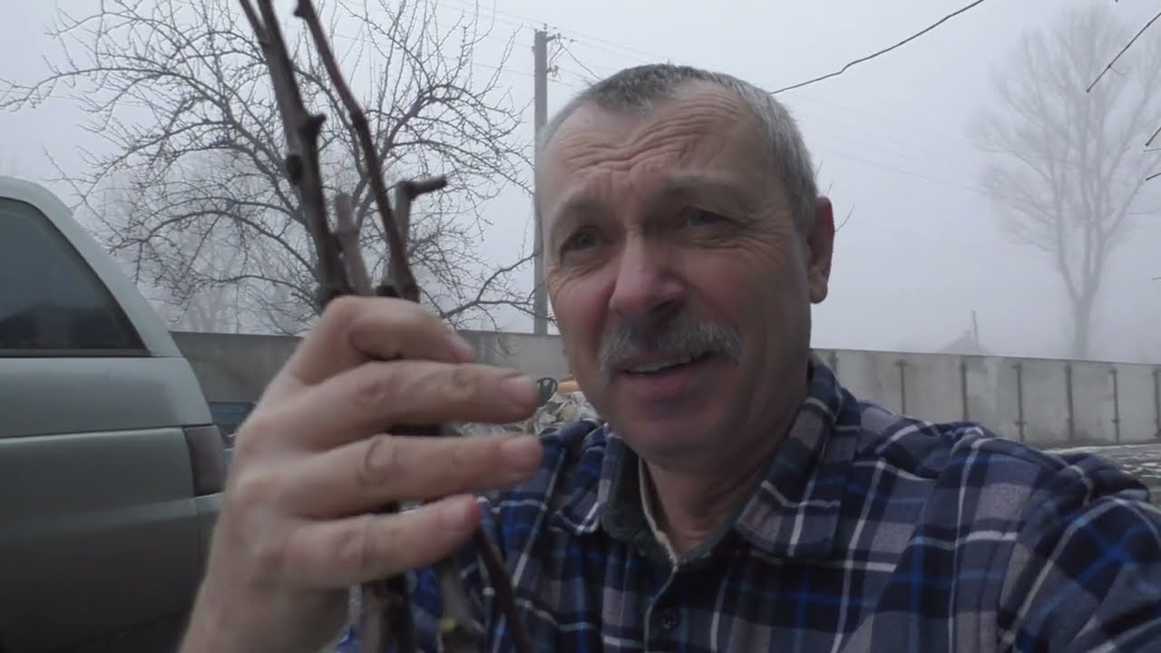 Зберігання лози в зимку, відправка заказів.