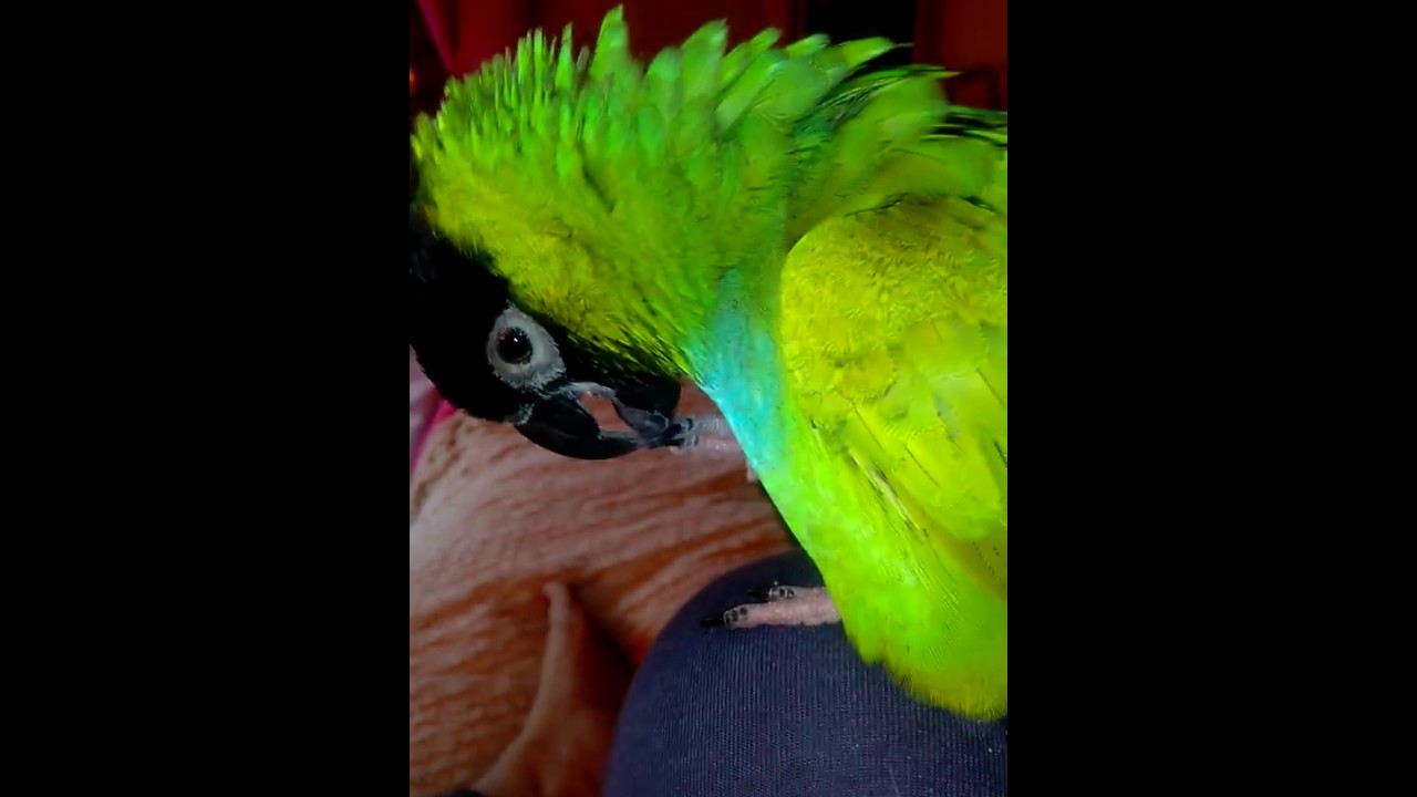 Nanday conure video on screaming(part1)Parker...