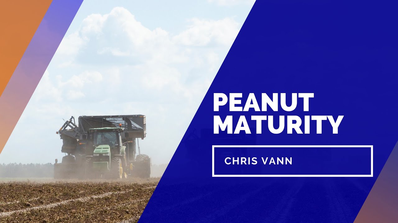 Peanut Maturity