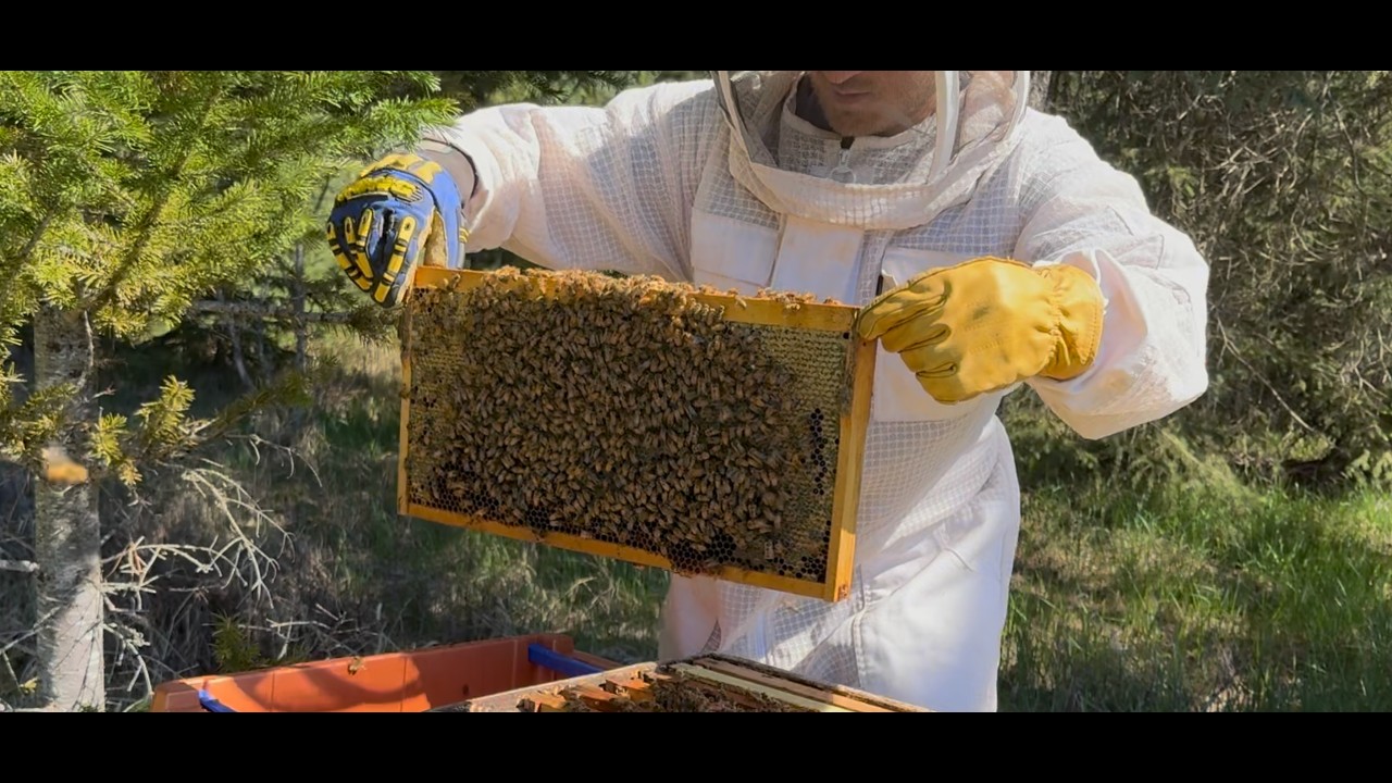 New Bees for the New Farm  #honeybees #beehive