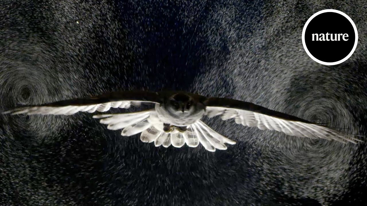 Birds gliding through bubbles reveal aerodynamic trick
