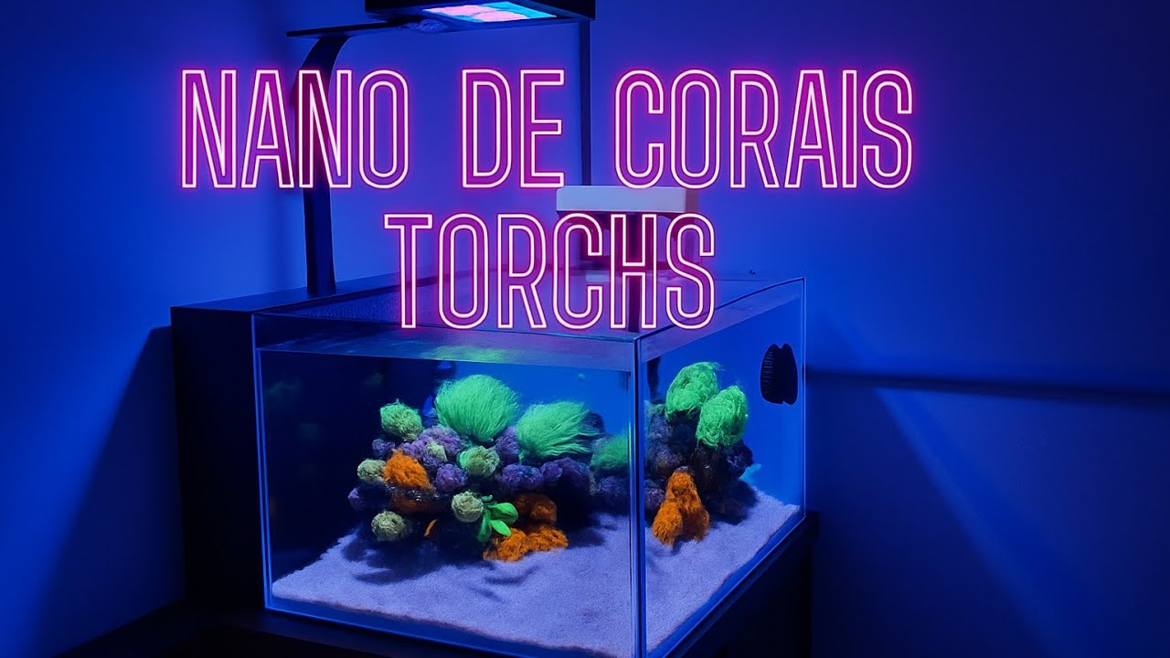 Aquário marinho Nano Reef de corais Torchs