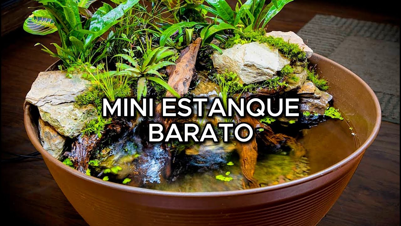 Cómo hacer un MINI ESTANQUE en casa 🌿🐟 | Fácil y económico