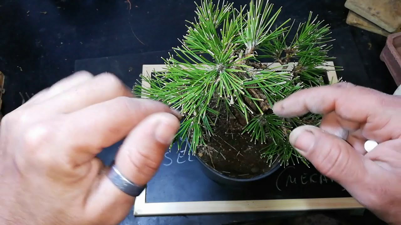 Explicando operaciones de pinzado y nomenclatura en pino negro Thumbergi.