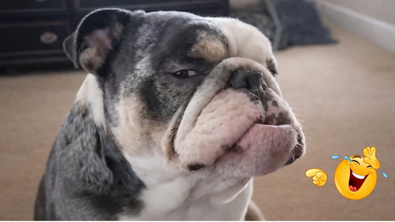 You Can’t Stop Laughing At These Dogs 🤣 FUNNIEST DOGS Video 2026