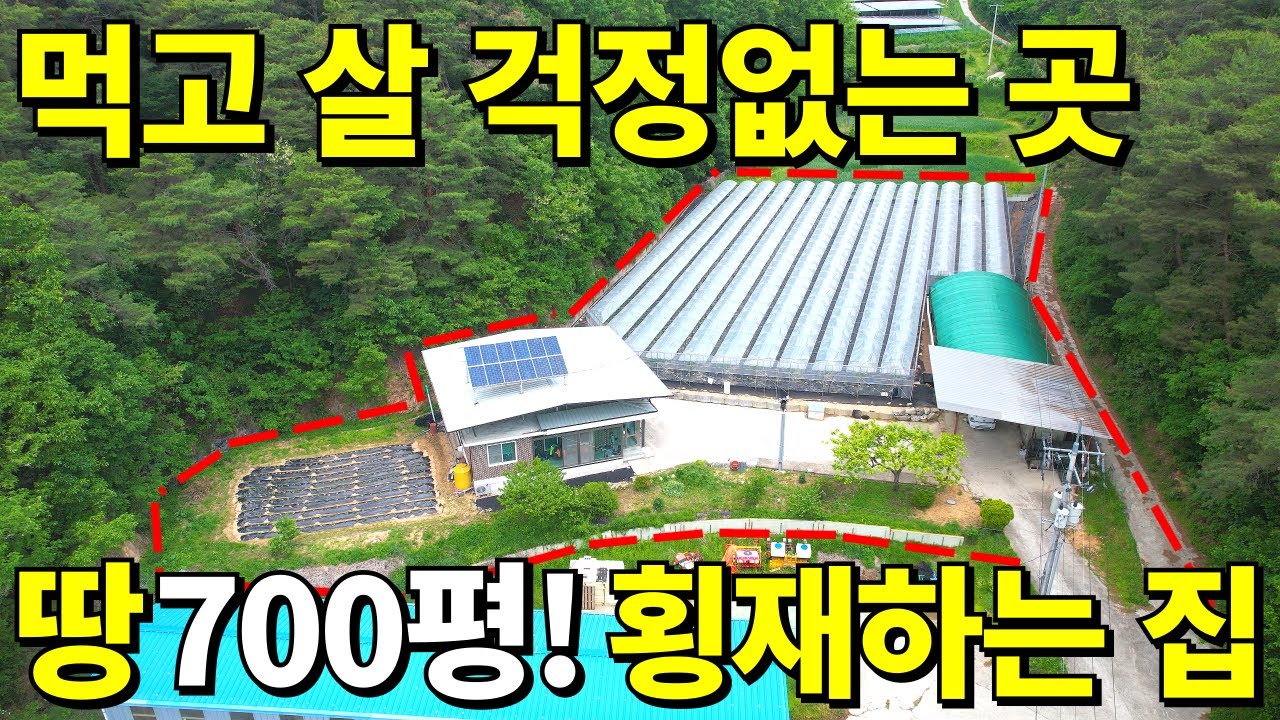 [초급매] 토지와 과수원 700평+올수리 주택~ 가격 포기했습니다! 노후,먹고살 