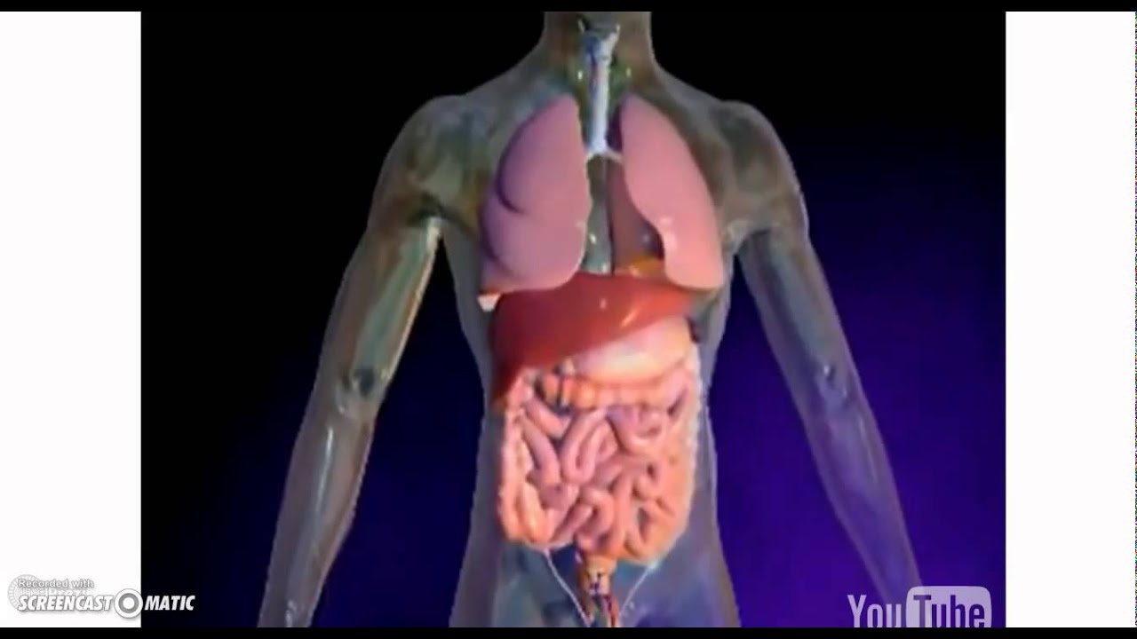 Fibrosis &mdash; A Common Pathway to Organ Injury and Failure