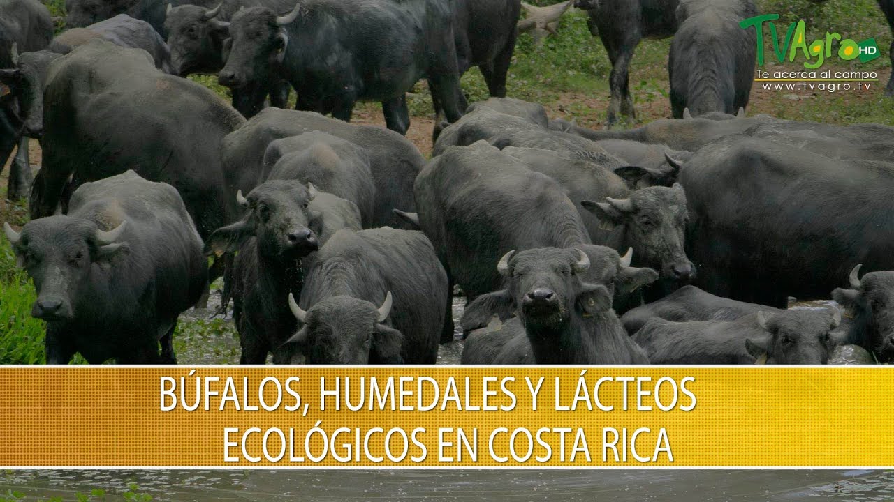 El Bufalo de Agua y Sus Caracteristicas en Costa Rica - TvAgro por Juan Gonzalo Angel Restrepo