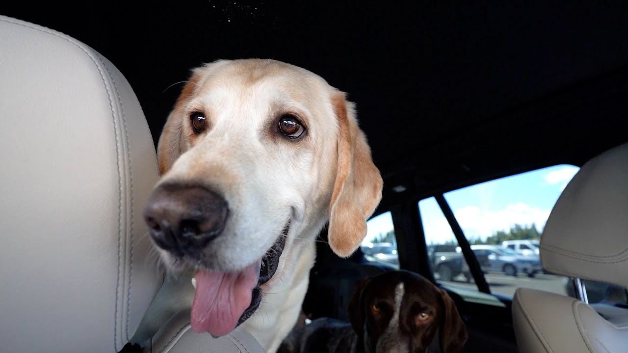 They said no dogs on the trails