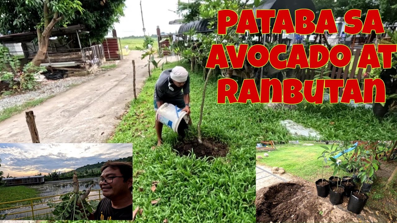 Nailipat na ang mga avocado | Harvest ng radish | Naglagay kami ng organic fertilizer sa rambutan