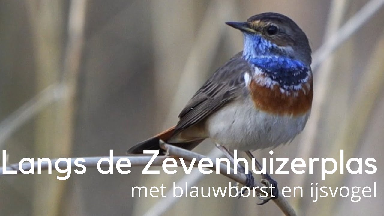 Vogels kijken langs de Zevenhuizerplas met o.a.  blauwborst en ijsvogel #1492