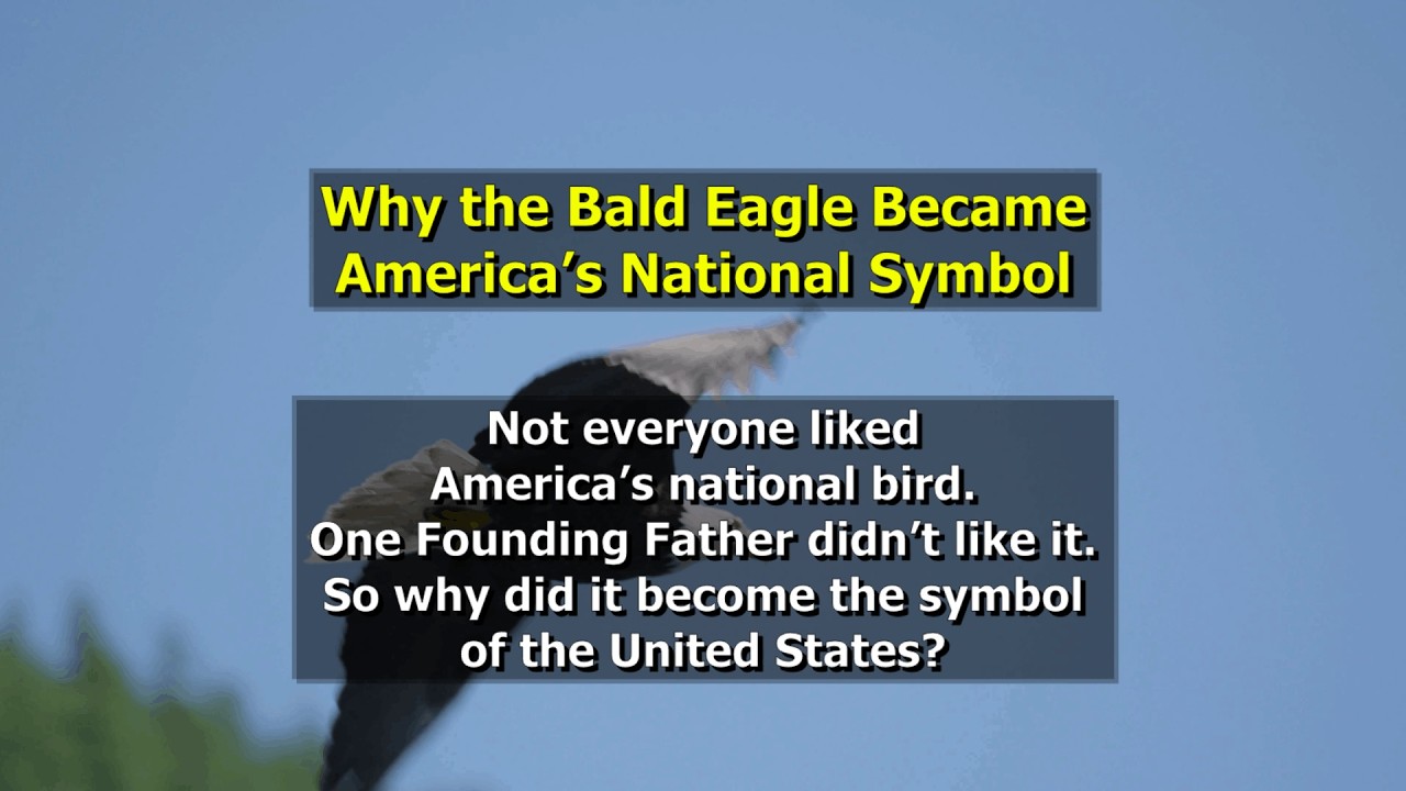 The Surprising Story Behind America’s Bald Eagle