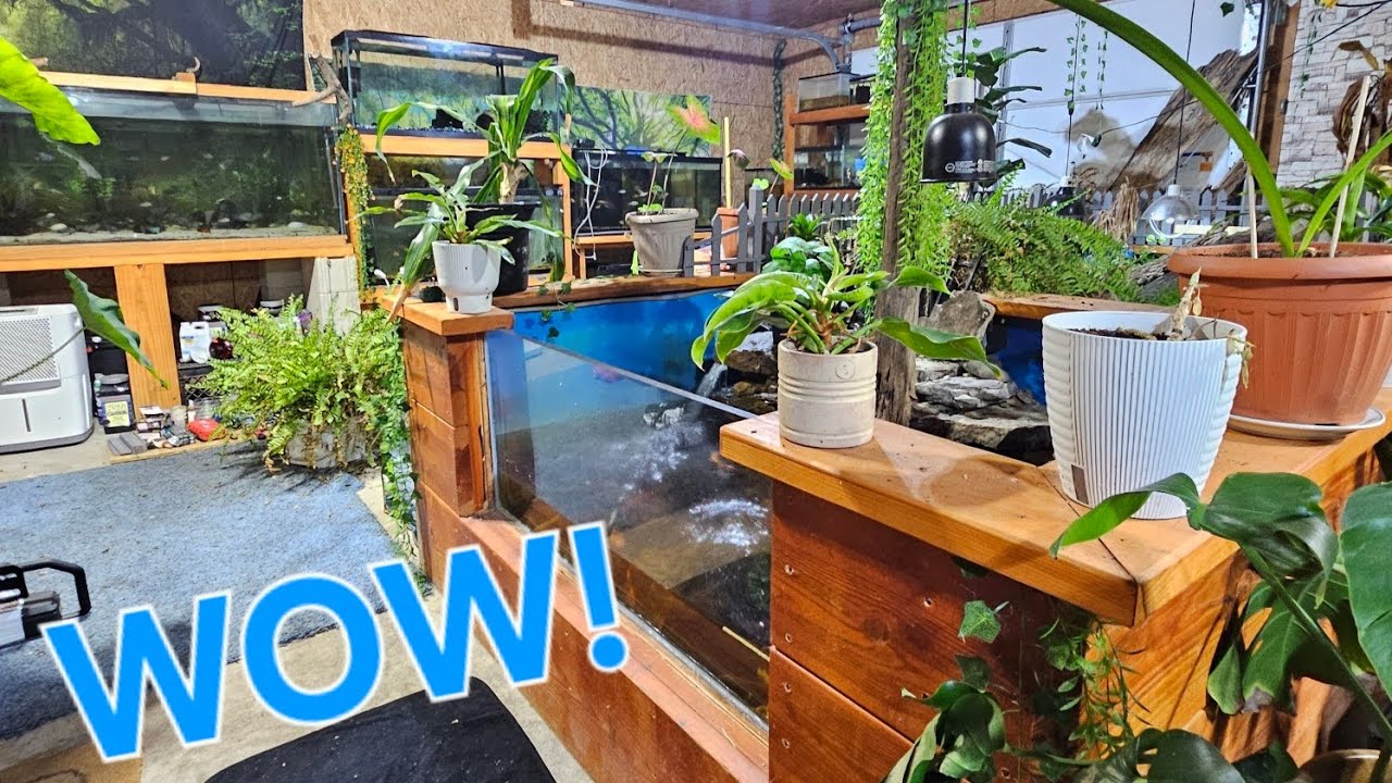 Amazing fish room tour/feeding koi, turtles, and chichlids!