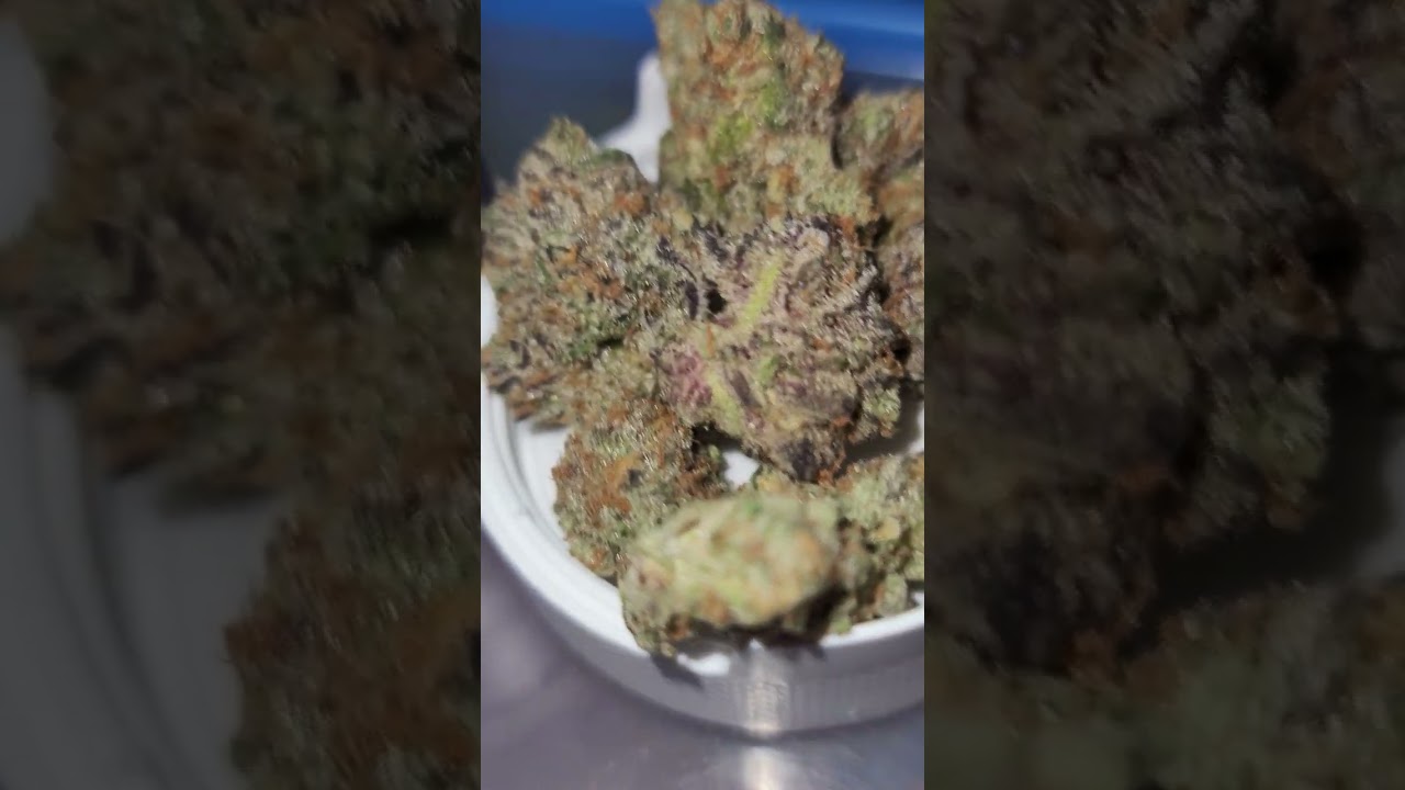 🤓🤭🤭🤭🤑PRIME EXOTICS ~ GOVERMINT OASIS 🔥👾😈✅️⛽️