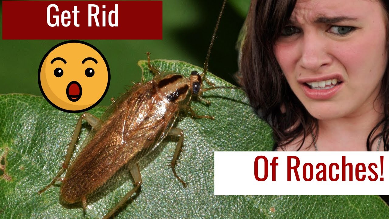 Affordable Pest Control Service  Galveston Tx - 409-433-9055