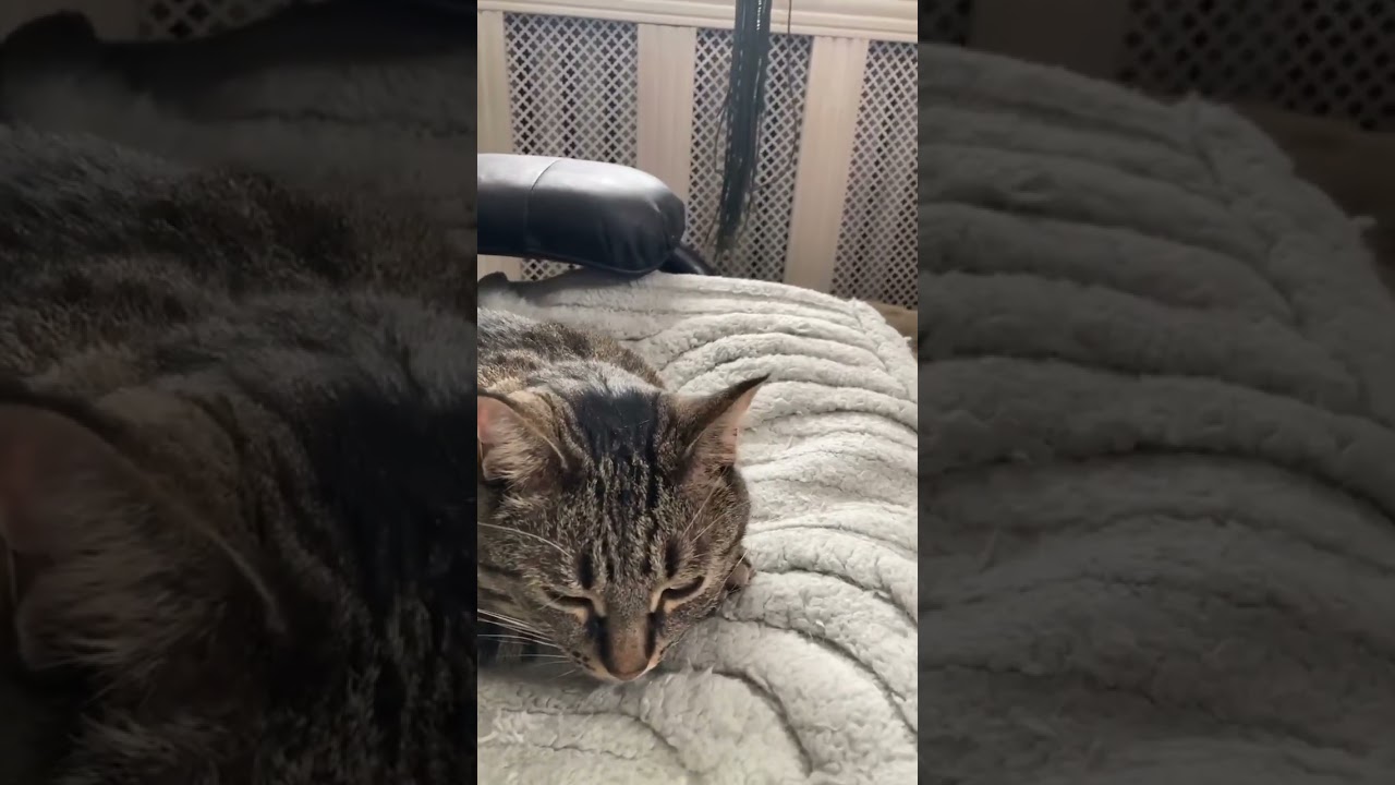 Happy cat 